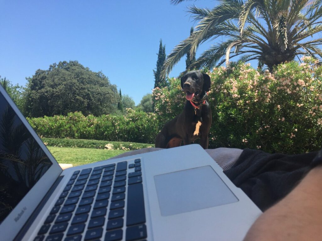 Silver MacBook in the foreground, a giant black dog overlooking it, palm trees and oleander in the background