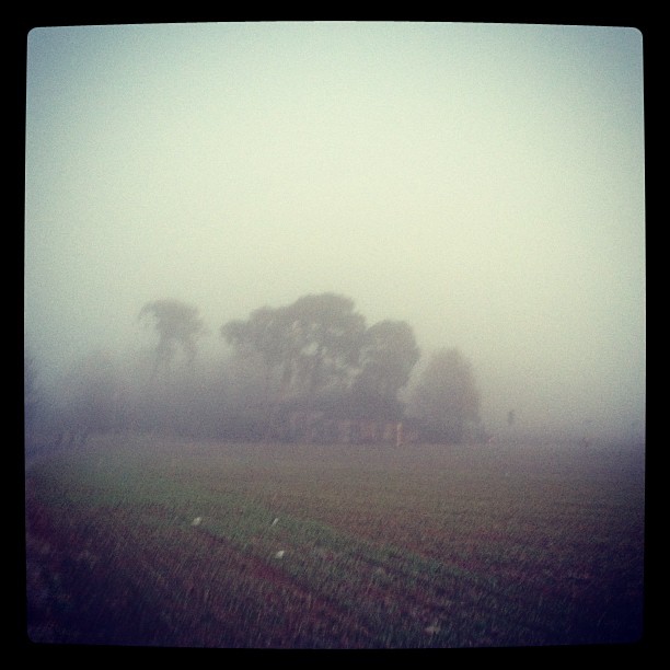 Four pine trees in thick fog