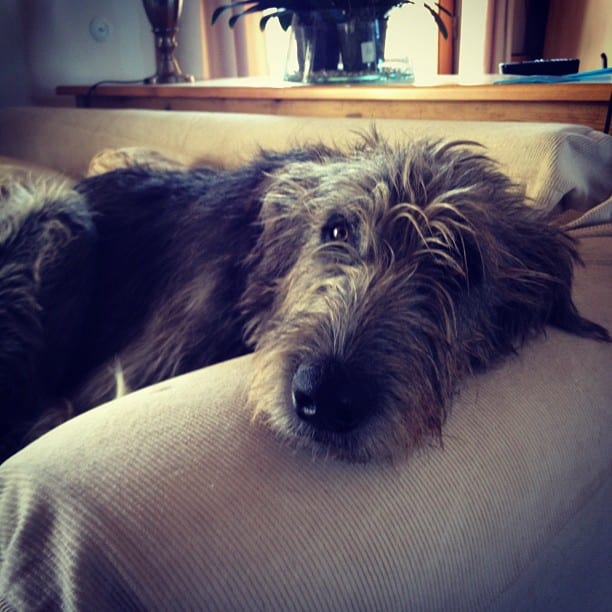 A black Irish wolfhound on a sofa