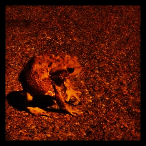 A toad sitting on asphalt at night