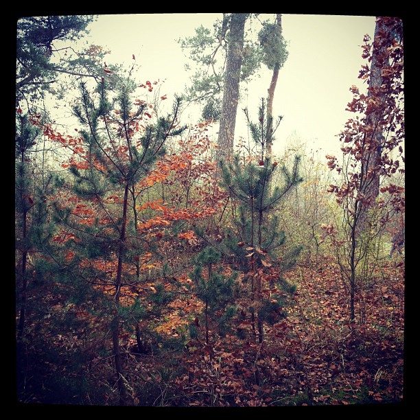 Small trees and bushes in a forrest