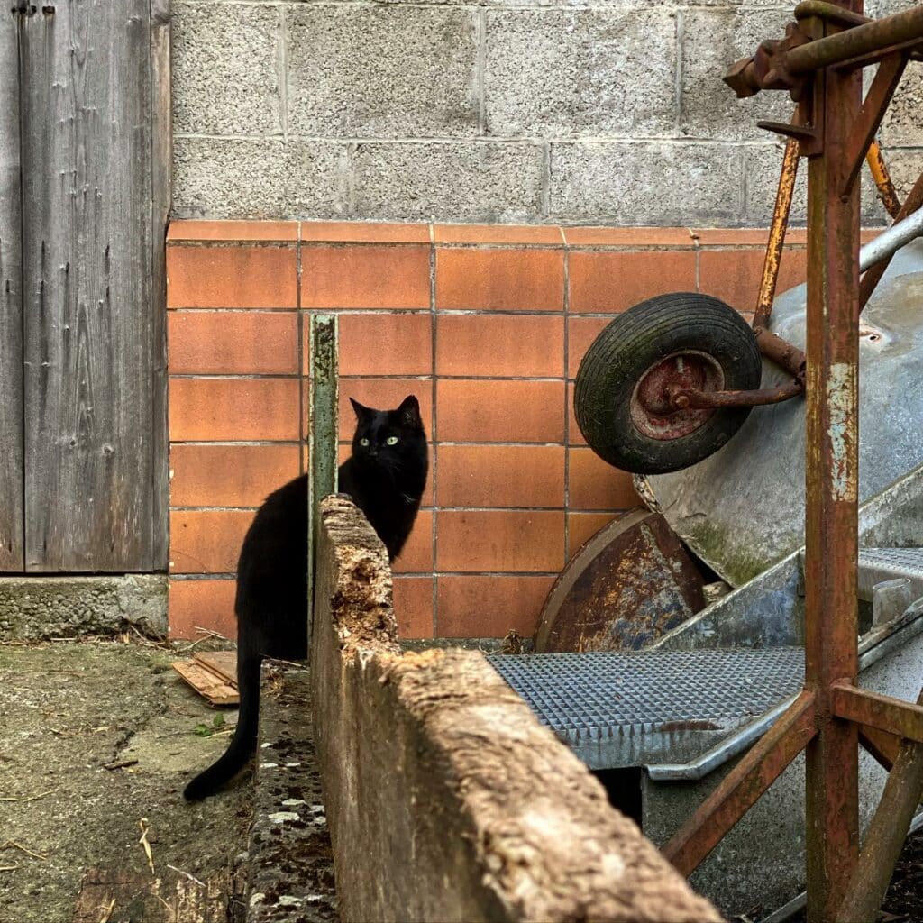 A black cat next to a wheelbarrow