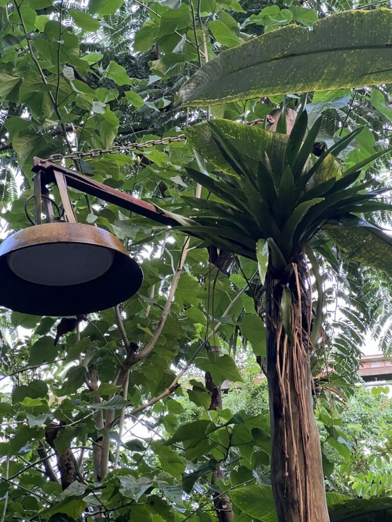 A plant - an epiphyt - on a lightest inside Burger Zoo's Bush