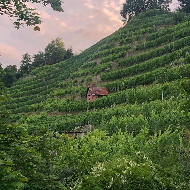 A single little house in a steep vineyard