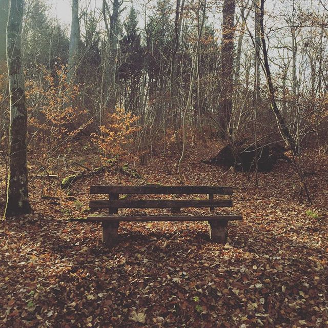 A bench next to some small trees, floor covered in leaves