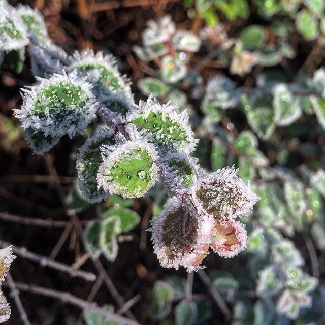 Macro photo of some small leafs. On their outer edges tiny spiky ice crystals have formed