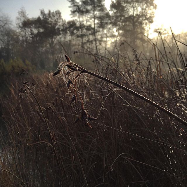 Gras in sunlight with a spider web covered in morning dew