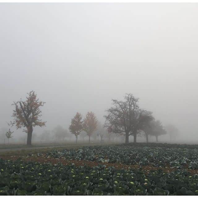 A couple of trees along a road through a cabbage field in a thick fog