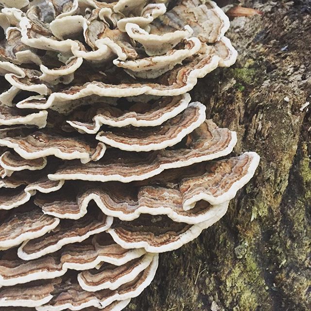 A big tree fungus