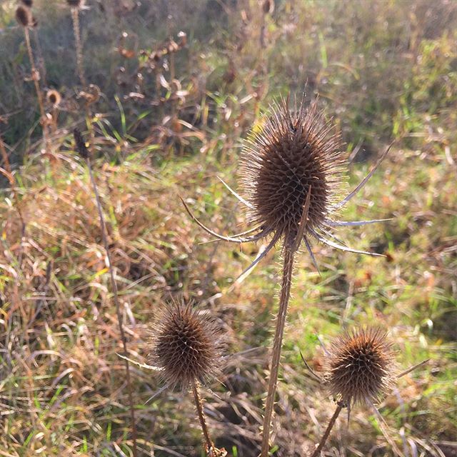 A dried up flower