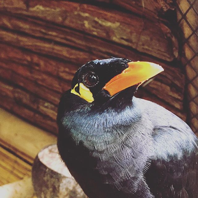 A very photogenic common hill myna bird