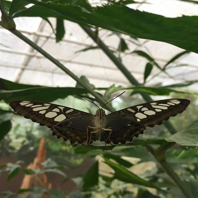 A butterfly sitting on a leaf facing the camera directly