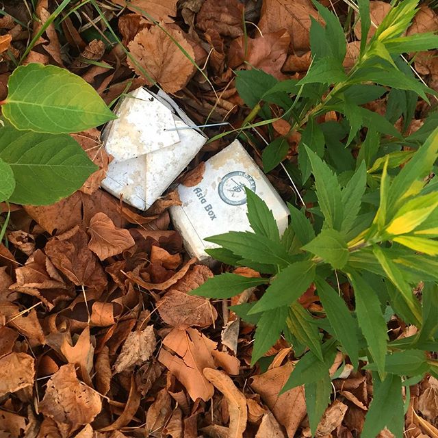 Some take out boxes "Asia Box" decaying in between a bunch of leafs on the floor