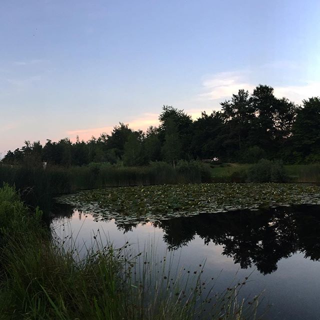 A pond with lots of lily pads