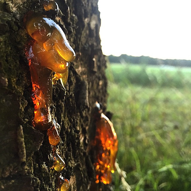 Amber-like goo coming out of a tree bark