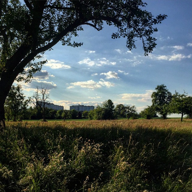 Brutalist high-rises in a field of wheat and some trees