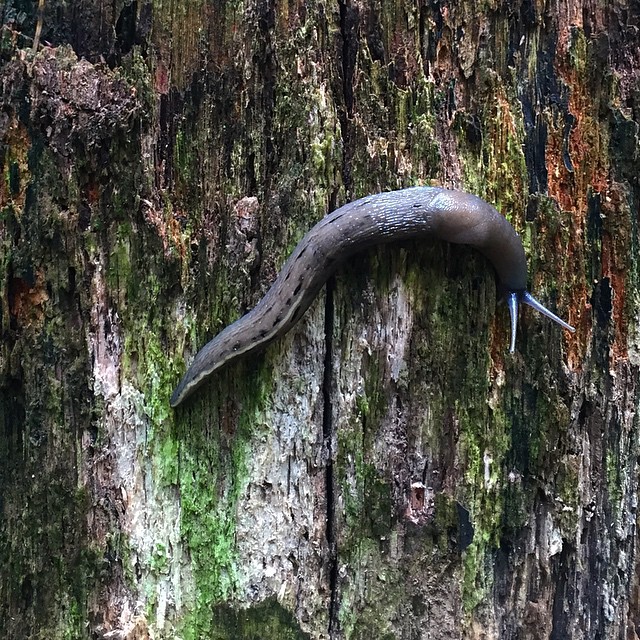 A brown grey snail on a piece of weathered wood