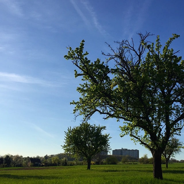 Trees on a field starting to shed some leafs