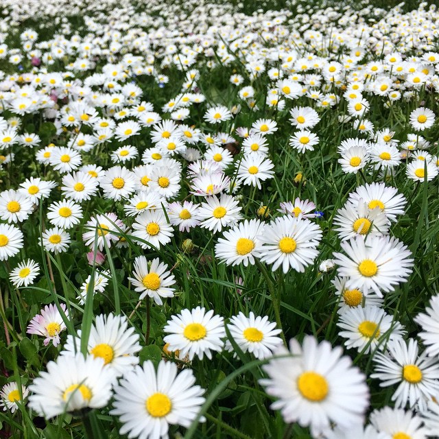 Field of white flowers