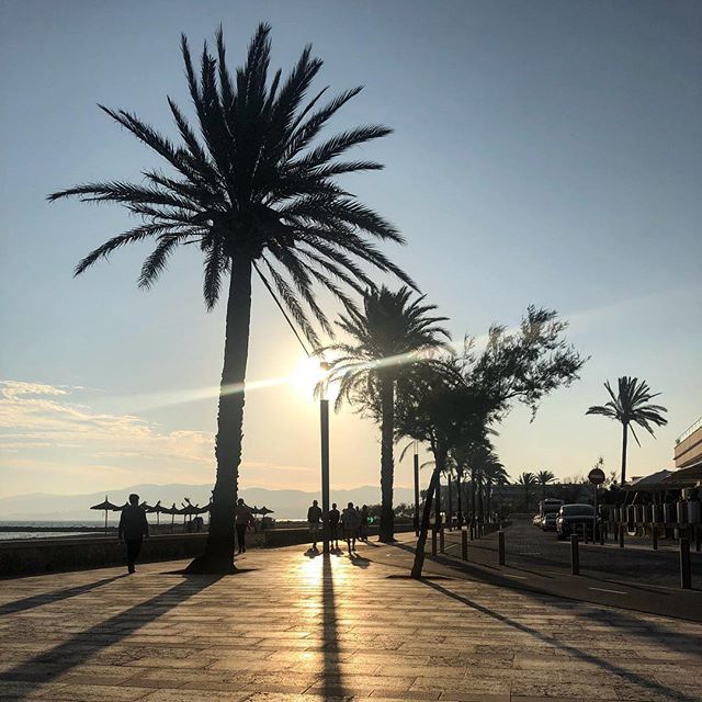 Sunset in the background. Two big palm trees by a boulevard in the foreground