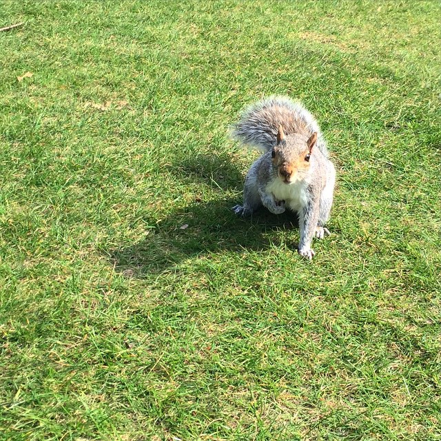 Sassy grey squirrel posing for the camera on a field of green gras