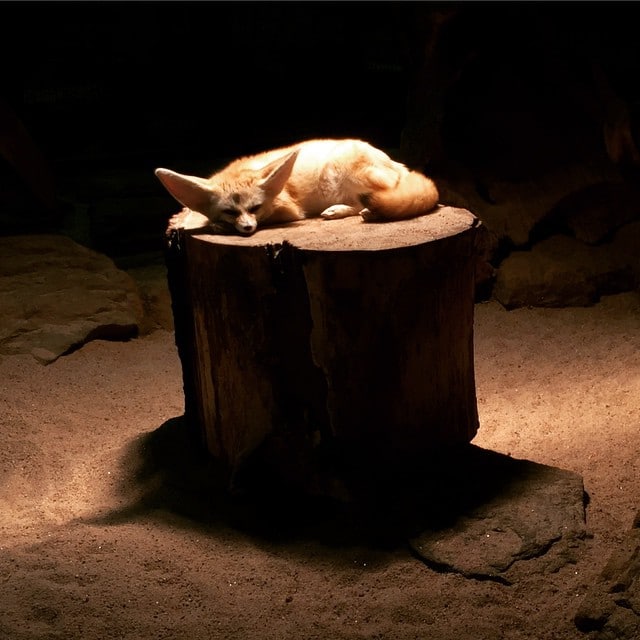 A cute fox sleeping on a log of wood