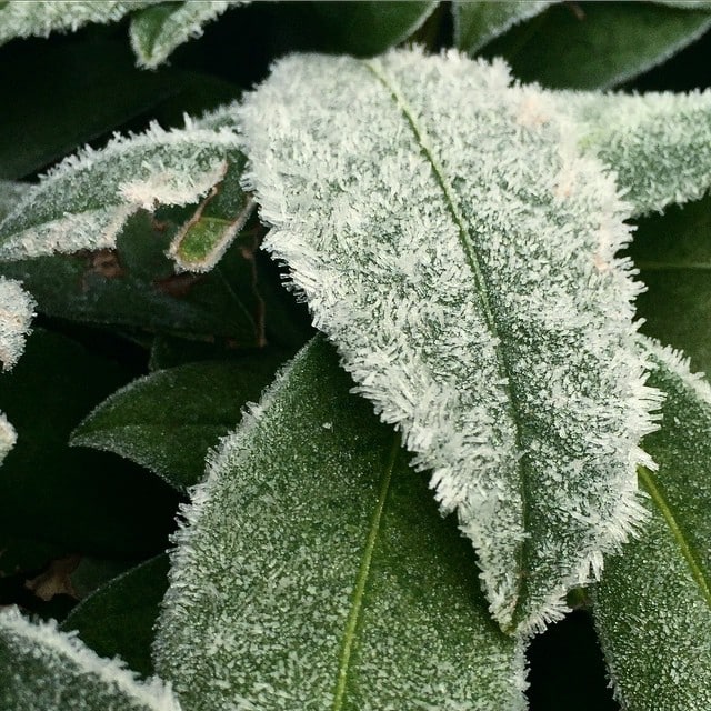 A big green leaf with tiny sparks of ice