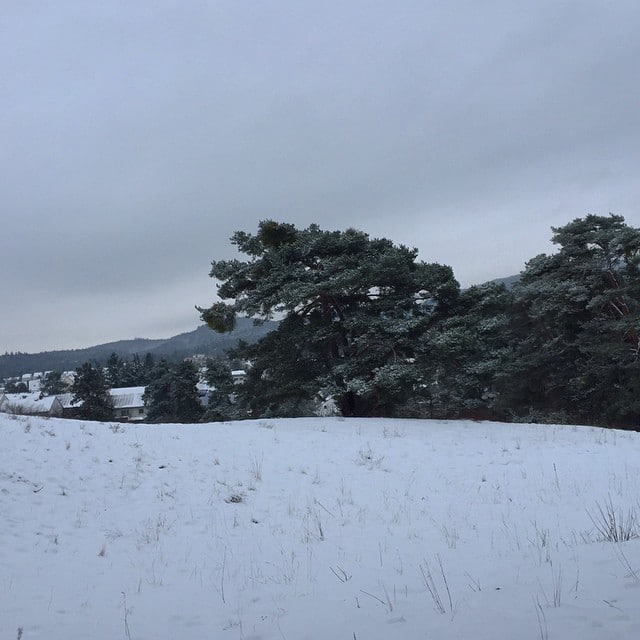 A group of pines in snow