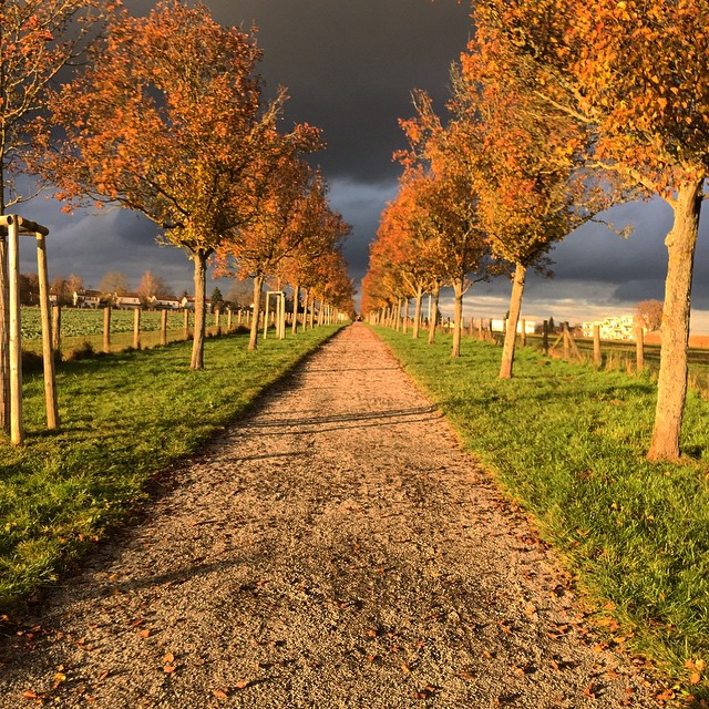 A path in between two fields, lined with trees in a glorious golden light