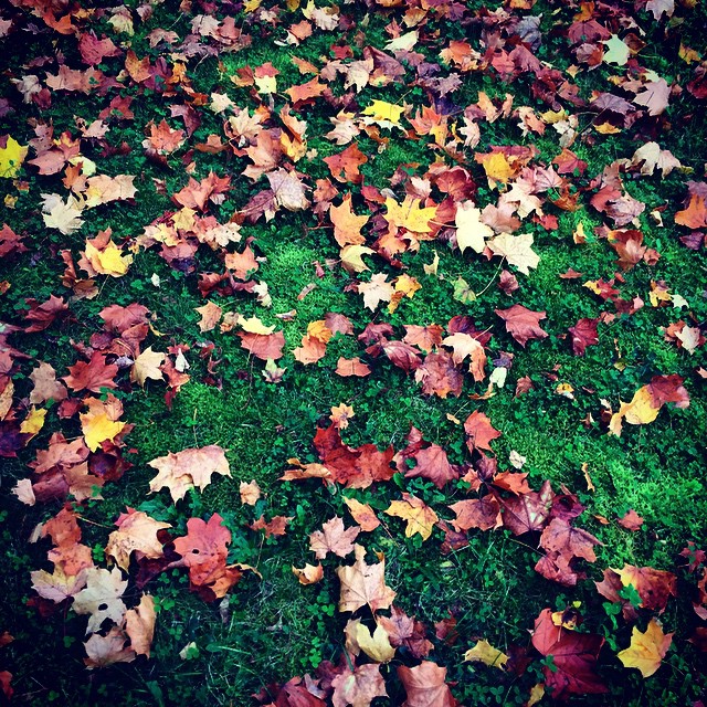 Yellow and brown leafs on green gras and moss