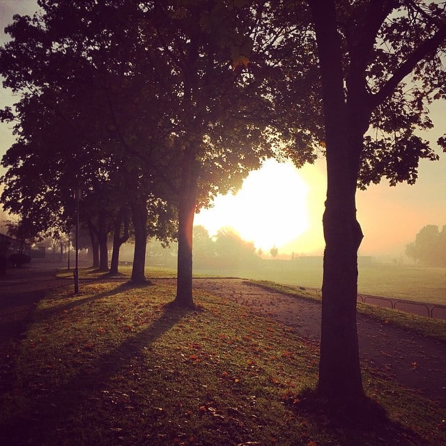 Sunset between some trees in a thick fog