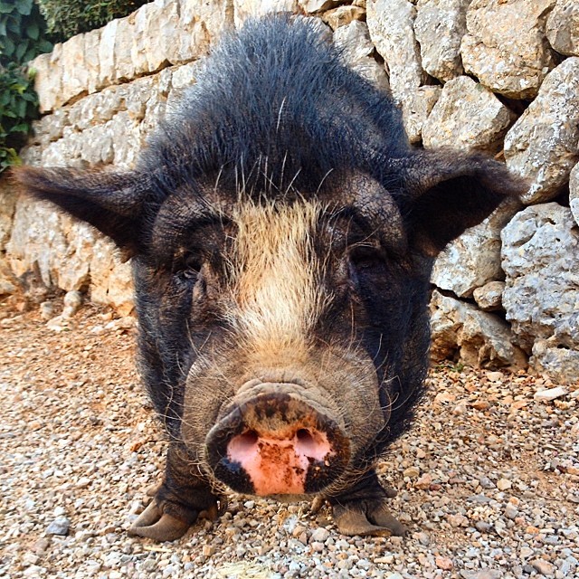 Black pig with a white pattern on its face, facing the camera