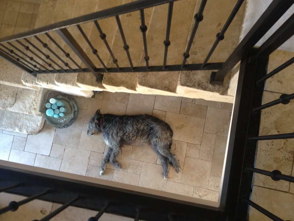 Stone staircase with a bit black Irish wolfhound laying on the floor at the bottom