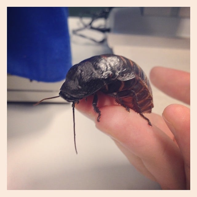 A big cockroach on someones hand