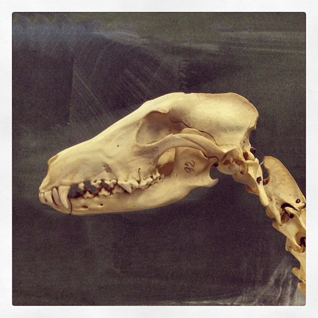 A dog skeleton from the neck up in front of a chalkboard