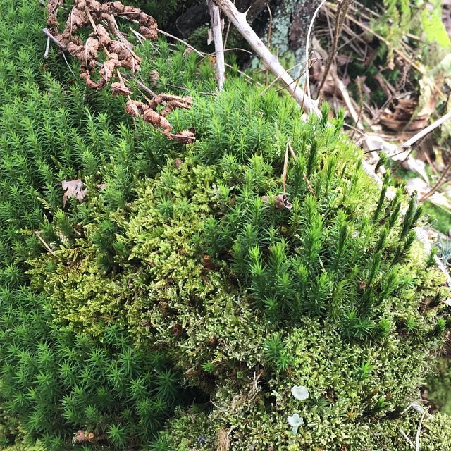 Three different species of moss in a combined moss patch