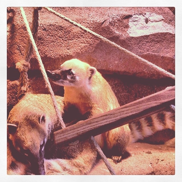 Two American coatis