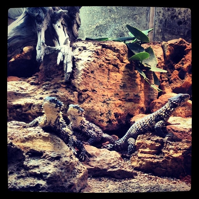 Three beige and black lizards sitting on a rock