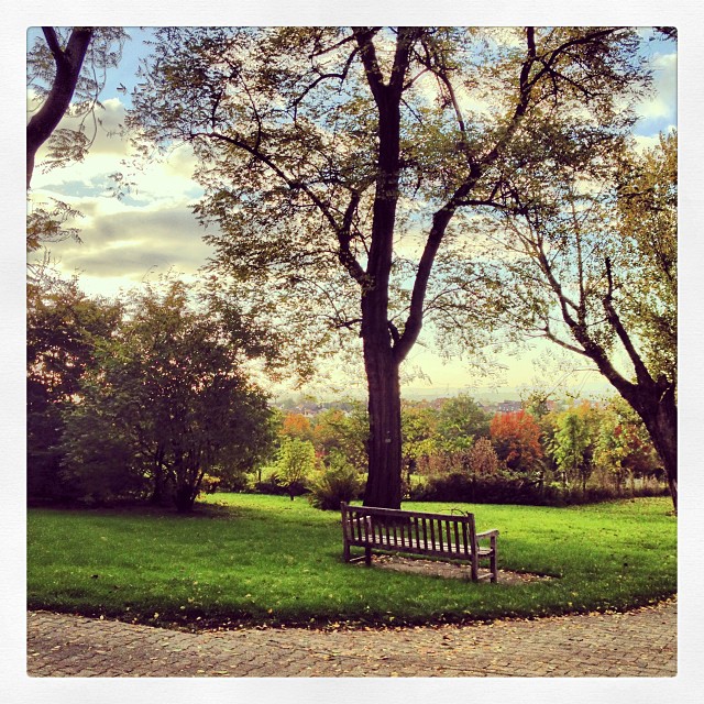 A bench in a park