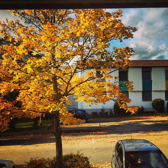 A right yellow acer tree towering over a parking lot