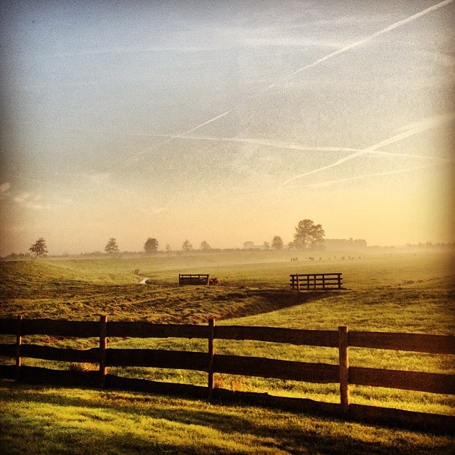 A flat meadow with fences, some cows in the distance and a slight fog