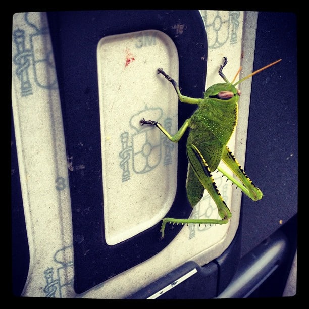 A green grasshopper on a cars license plate