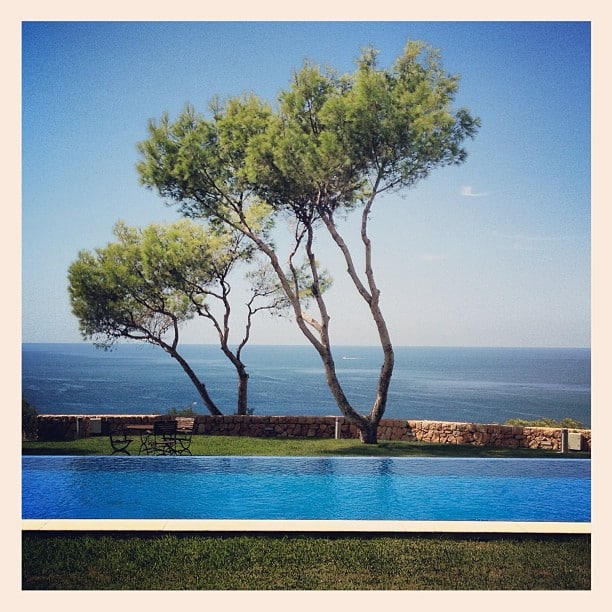 Two pine trees next to a pool with the ocean in the background