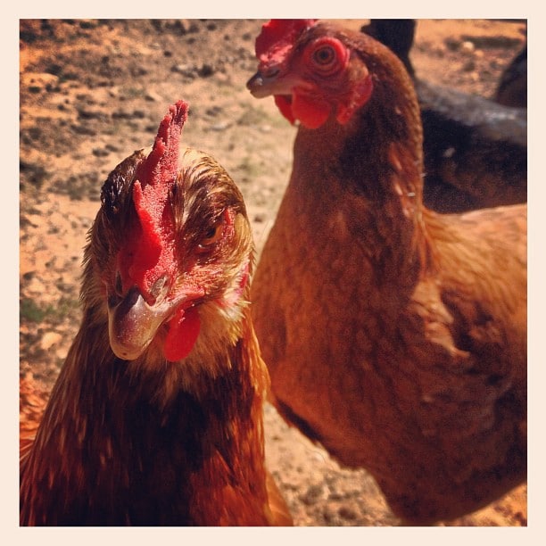 Two red brown chickens