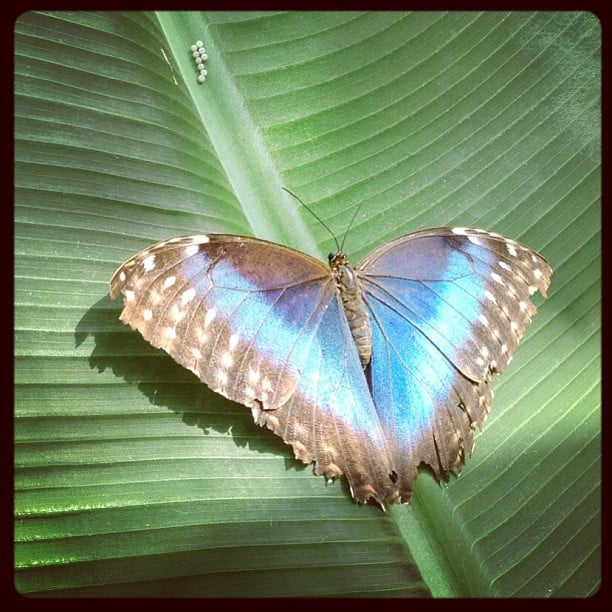 A blue butterfly on a banana leaf