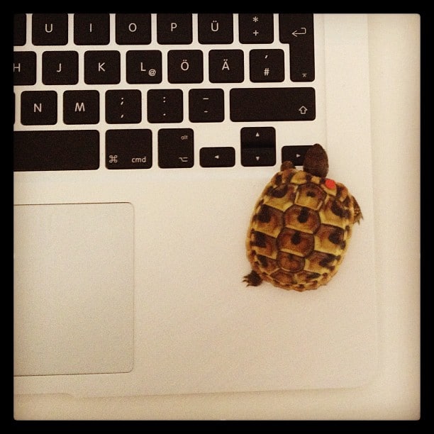 A very small turtle on a silver MacBook