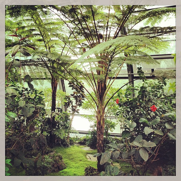 A couple of ferns in a greenhouse