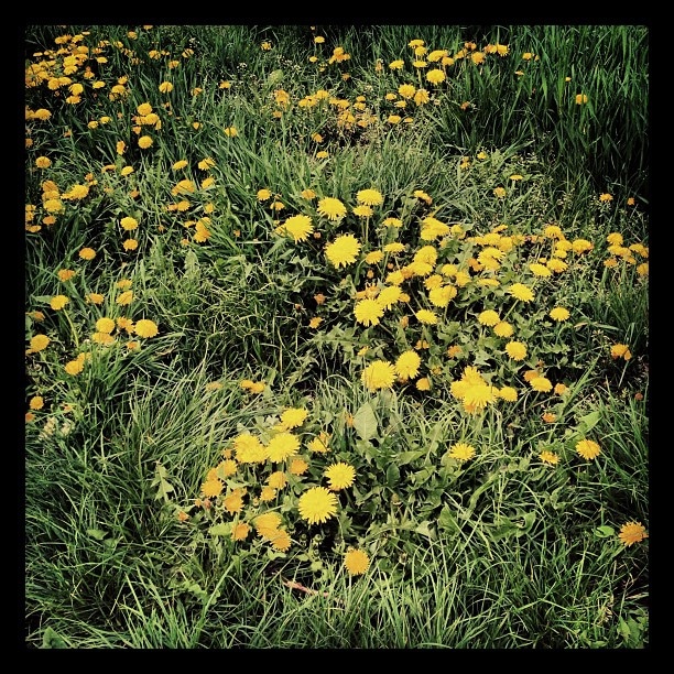 A patch of dandelions in long green grass