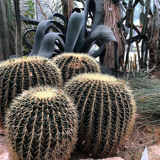 A cluster of golden barrel cactuses.