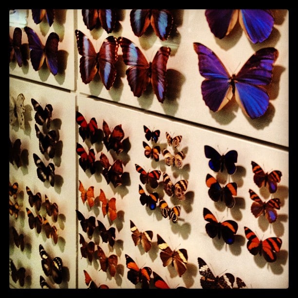 A wall with rows and rows of butterflies